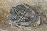 Sculptoproetus Trilobite - Rare Proetid #71684-3